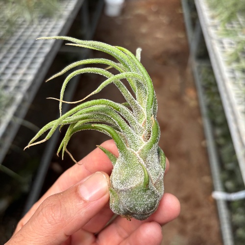 Pruinosa