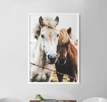 תמונה של סוסים יפיפיים מודפס על קנבס איכותי מתוח על מסגרת עץ + מסגרת דקורטיבית ללא עלות| "זוג סוסים"