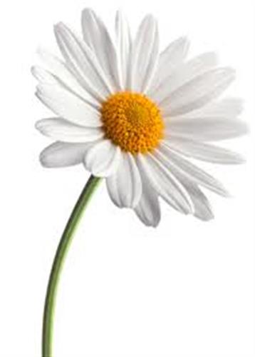 Daisies