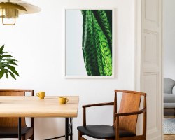 תמונת קנבס הדפס קלוז אפ  "spider plant" |בודדת או לשילוב בקיר גלריה | תמונות לבית ולמשרד