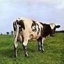 PINK FLOYD/ATOM HEART MOTHER