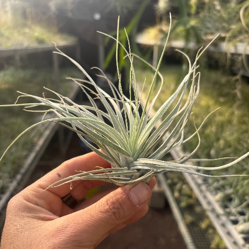 Oaxaca