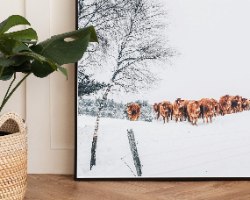 תמונת קנבס הדפס של מרעה חורף "Winter Cattle" |בודדת או לשילוב בקיר גלריה | תמונות לבית ולמשרד