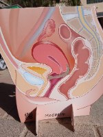 דגם אנטומי קרטון דו צדדי - מערכת הרביה הנשית + דיאפרגמה