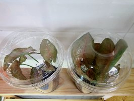 סינגוניום וורוד כוס 4