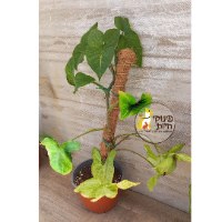 מוט קוקוס