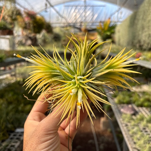 Ionantha Druid pulk