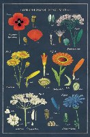 מארז גלויות בקופסת פח : Wildflowers