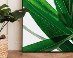 תמונת קנבס קלוזאפ של צמח טרופי מאורך |בודדת או לשילוב בקיר גלריה | תמונות לבית ולמשרד