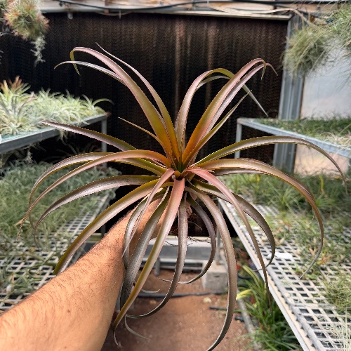 Capitata “red” giant form