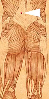 Bl21
