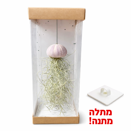 מדוזה אווירית קטנה ויולט