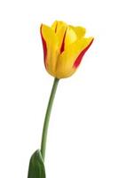 Tulip
