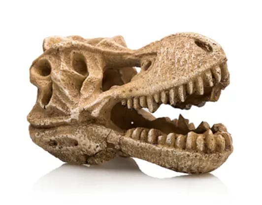 דקורציה איכותית לאקווריום גולגולת דינוזאור "טיטנוזאורס"