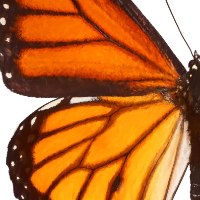 "Monarch" סט זוג תמונה מחולקת של פרפר בצבע כתום ועורקים שחורים |קנבס מתוח וממוסגר מוכן לתליה
