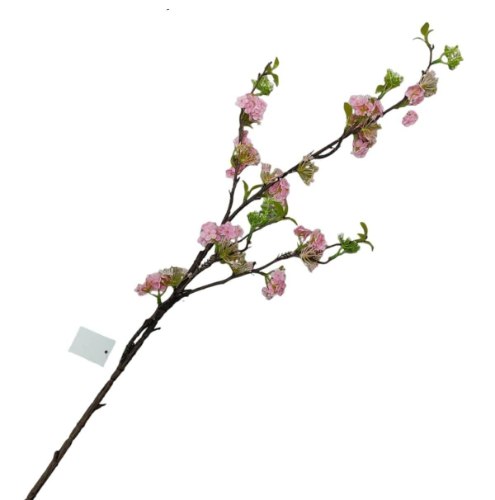ענף שקדיה