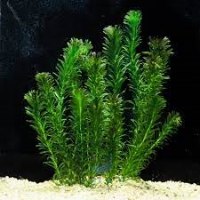 אלודיאה דנסה ELODEA DENSA