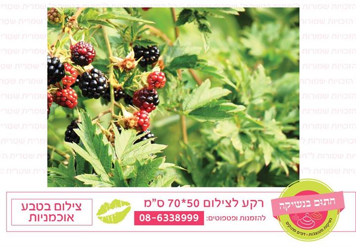 רקע צילום בטבע אוכמניות