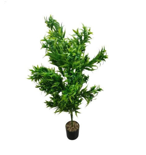 עציץ נוי עץ עלים ארוכים