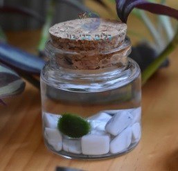 כדור מיני מרימו בול 1 ס"מ "קלדופורה אאגגרופילה" (מחיר ליח')
