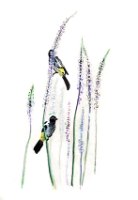 איור דיו של צמד ציפורי בולבול בשדה חצבים מאת ויקינגית