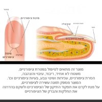 מדבקות-טיפוח-לציפורני-רגליים-2