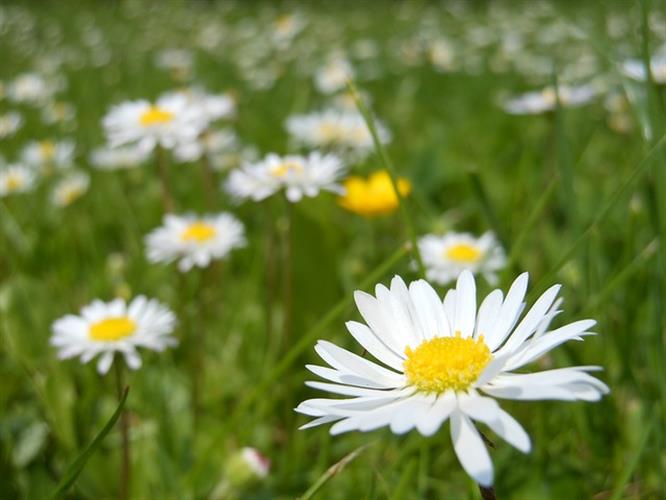 Daisy