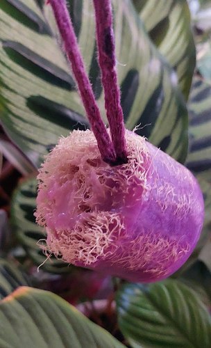 סבון ליפה מרווה, לבנדרloofah soap