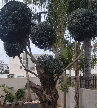 חוות דעת - מסור שרשרת עוצמתי נייד עם סוללה נטענת Woyofada
