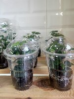 קיסוס ירוק כוס 2