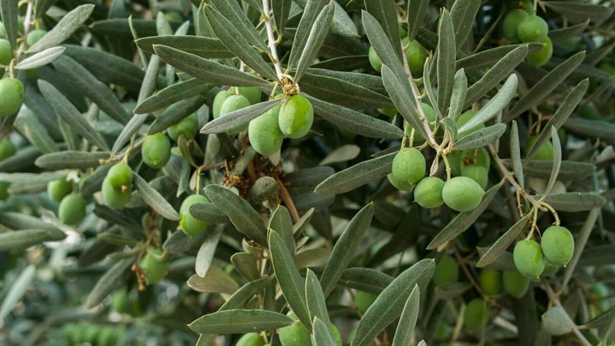 זית סורי מבוקע במים