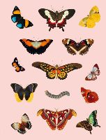 ספר מדבקות Things sticker book