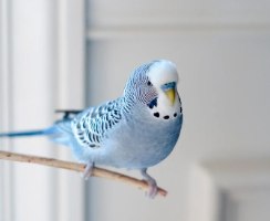 תוכונים (חצי אנגלים)