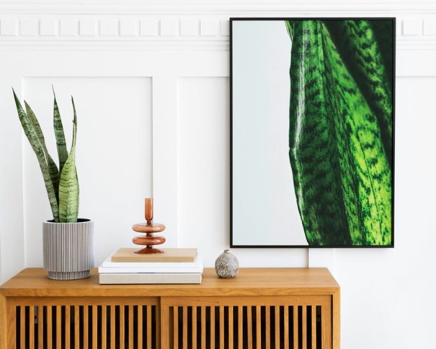 תמונת קנבס הדפס קלוז אפ  "spider plant" |בודדת או לשילוב בקיר גלריה | תמונות לבית ולמשרד