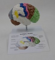 בהזמנה מראש: דגם אנטומי 6121 - חתך מוח אנושי צבעוני בגודל טבעי על סטנד