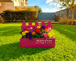 אדנית חלומות