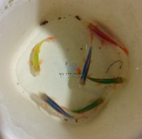 כרישי קשת גלופיש 5-6 ס"מ - זוהרים