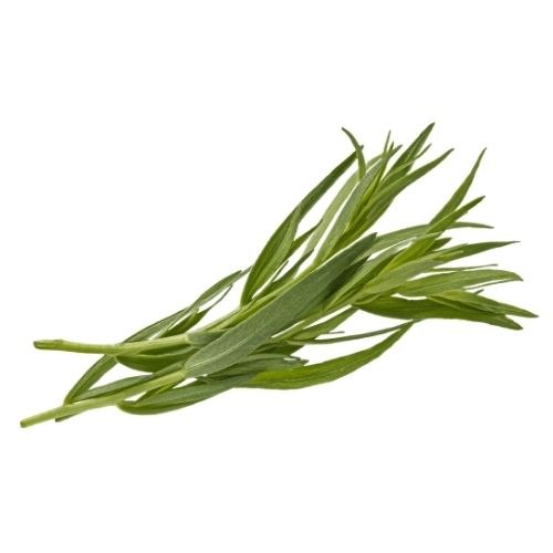 טרגון