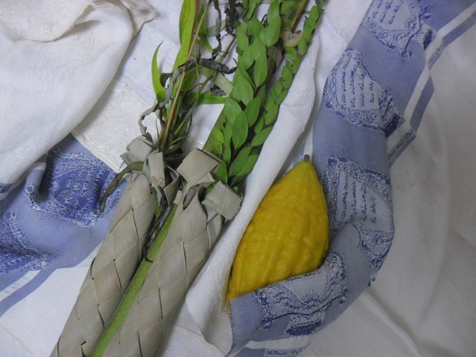 סט ארבעת המינים מיוחד