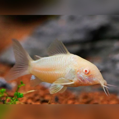 קורידורס אלבינו 2-2.5 ס"מ
