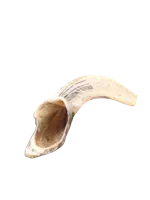 שופר מהודר מקרן אייל 1