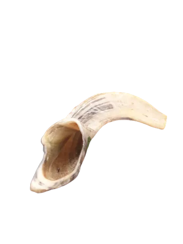 שופר מהודר מקרן אייל 1