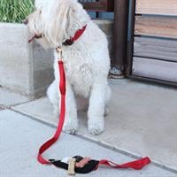 רצועה לכלב עם כיס SPIleash