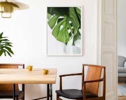 תמונת קנבס של צמח טרופי מואר "Swiss cheese plant" |בודדת או לשילוב בקיר גלריה | תמונות לבית ולמשרד
