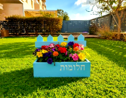 אדנית חלומות