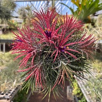Ionantha Ball xxl