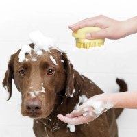 מברשת-ניקוי-לכלב-עם-תא-סבון