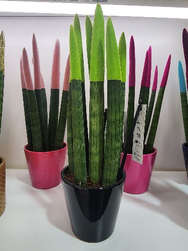 סנסיווריה ירוקה