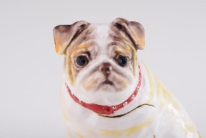 white bulldog dog