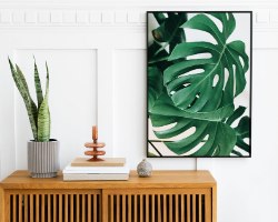 תמונת קנבס של צמחים "מונסטרה דליסיוסה" |בודדת או לשילוב בקיר גלריה | תמונות לבית ולמשרד